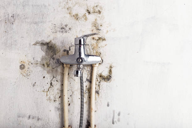 Home Mold Removal in Watervliet, NY